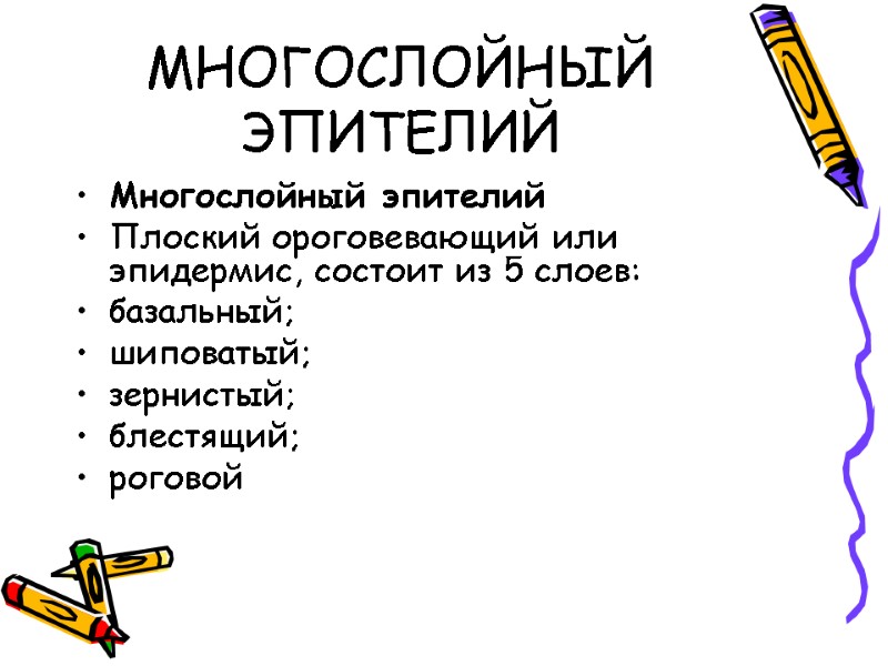 МНОГОСЛОЙНЫЙ ЭПИТЕЛИЙ Многослойный эпителий Плоский ороговевающий или эпидермис, состоит из 5 слоев: базальный; шиповатый;